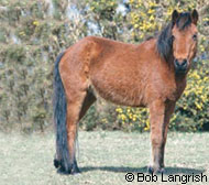 New Forest Pony