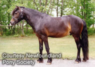 Newfoundland Pony