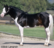 Paint Horse