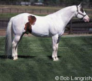 American Paint Horse