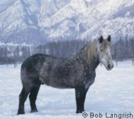 Percheron