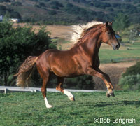 Peruvian Horse