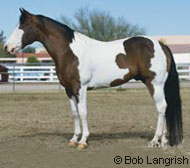 Pinto Horse