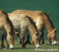Przewalski Horse