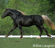 Rocky Mountain Horse