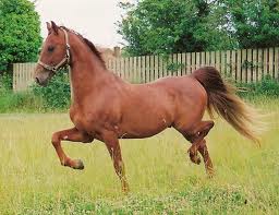 Saddlebred