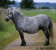 Shetland Pony