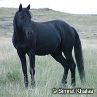 Spanish Mustang