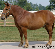 Suffolk Punch