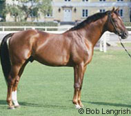 Swedish Warmblood