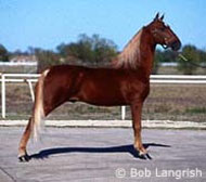 Tennessee Walking Horse